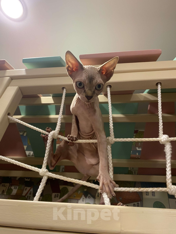 Кошки в Москве: Милейшая девочка сфинксетта Девочка, 45 000 руб. - фото 1
