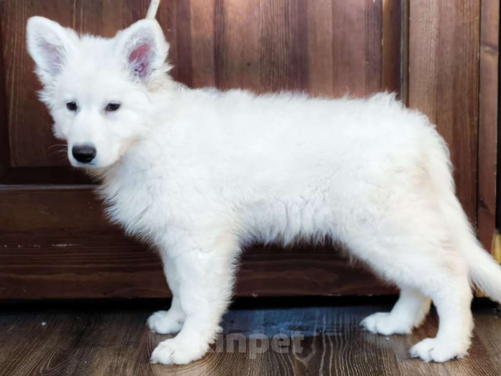 Собаки в Иркутске: Перспективная девочка БШО  Девочка, 100 000 руб. - фото 5