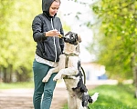 Собаки в Москве: Щенок в дар Мальчик, Бесплатно - фото 4