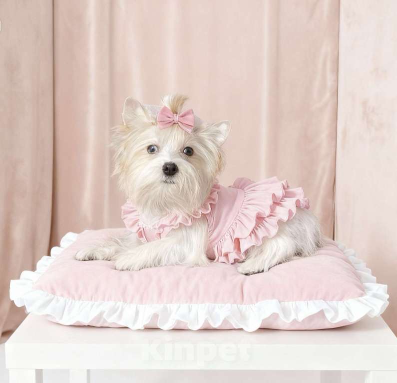 Собаки в Москве: Белый йорк с голубыми глазами девочка Девочка, 130 000 руб. - фото 3