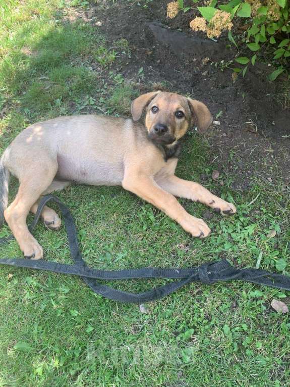 Собаки в Санкт-Петербурге: Ласковые бархатные щеночки Девочка, Бесплатно - фото 6