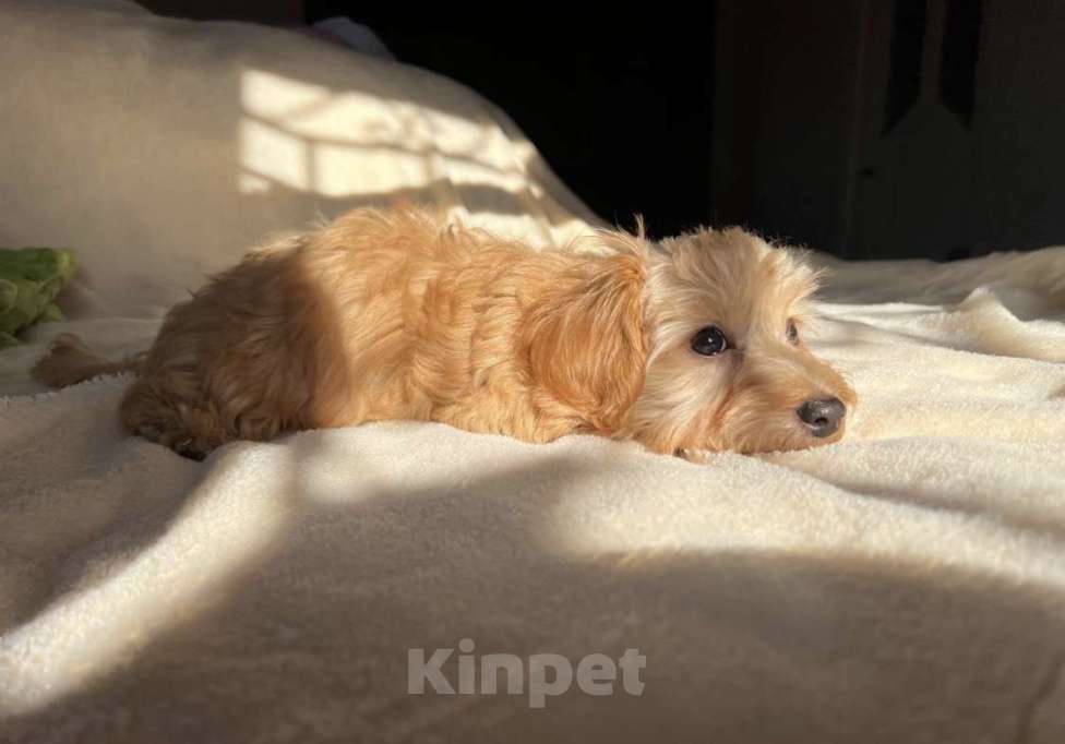 Собаки в Магнитогорске: Мальтипу мини рыжий мистер обаяшка 3 мес Мальчик, 75 000 руб. - фото 4