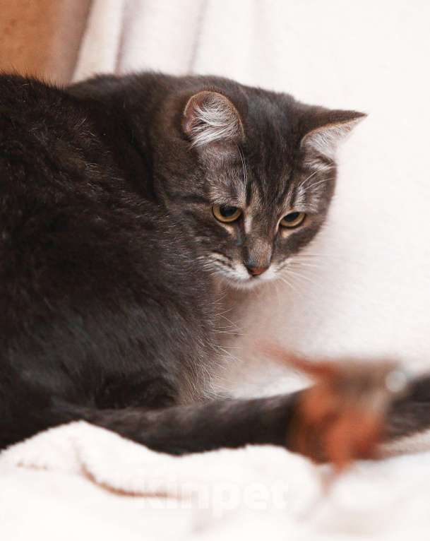 Кошки в Москве: Котоджентльмен ищет дом Мальчик, Бесплатно - фото 2