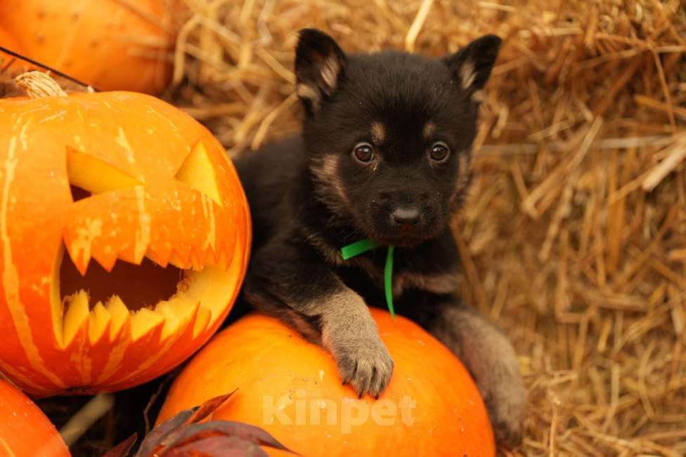 Собаки в Мурманске: Сука восточноевропейская овчарка Девочка, 60 000 руб. - фото 5