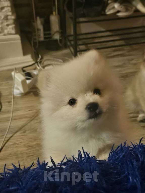 Собаки в Нижнем Новгороде: Бельчик в поисках любящих родителей! Мальчик, 25 000 руб. - фото 1