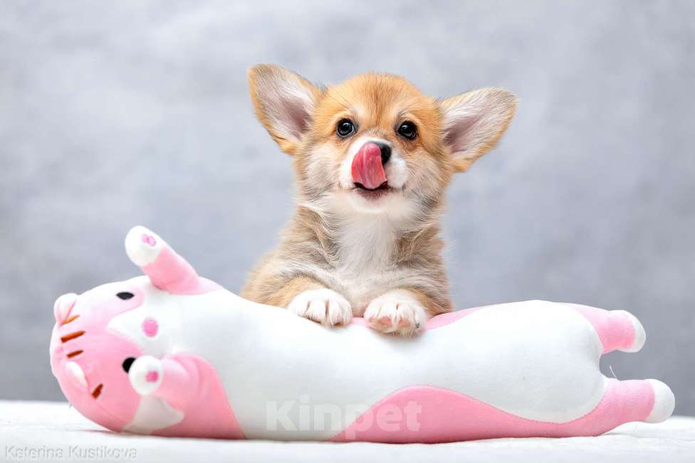 Собаки в Москве: Щенки вельш корги пемброк Девочка, 55 000 руб. - фото 9