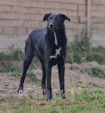 Собаки в Москве: Лавр Мальчик, Бесплатно - фото 3