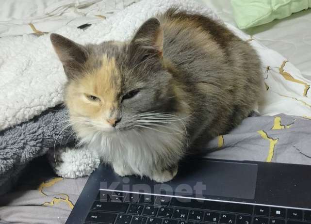 Кошки в Курске: Найдена кошка Девочка, Бесплатно - фото 2