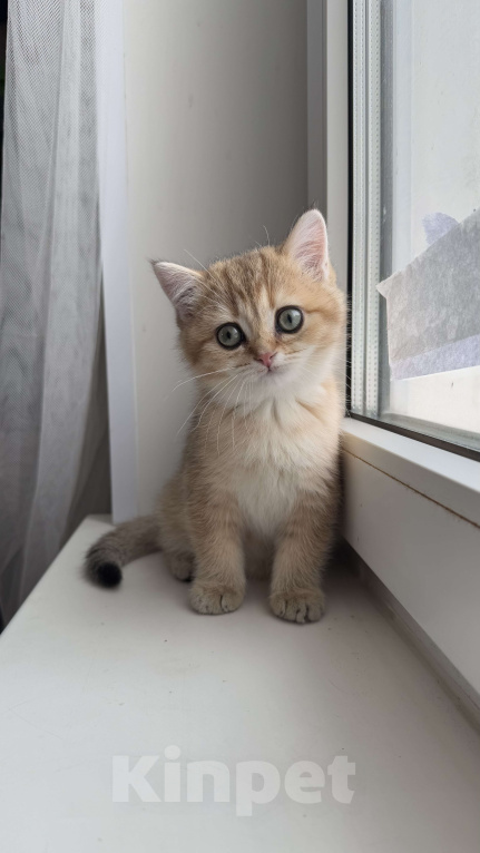 Кошки в Москве: Шотландская прямоухая девочка Девочка, 30 000 руб. - фото 2