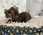 Собаки в Краснодаре: Шоколадный Йорк, Мальчик Мальчик, 30 000 руб. - фото 5