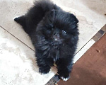 Собаки в Раменском: Померанский шпиц мальчик.  Мальчик, 50 000 руб. - фото 1