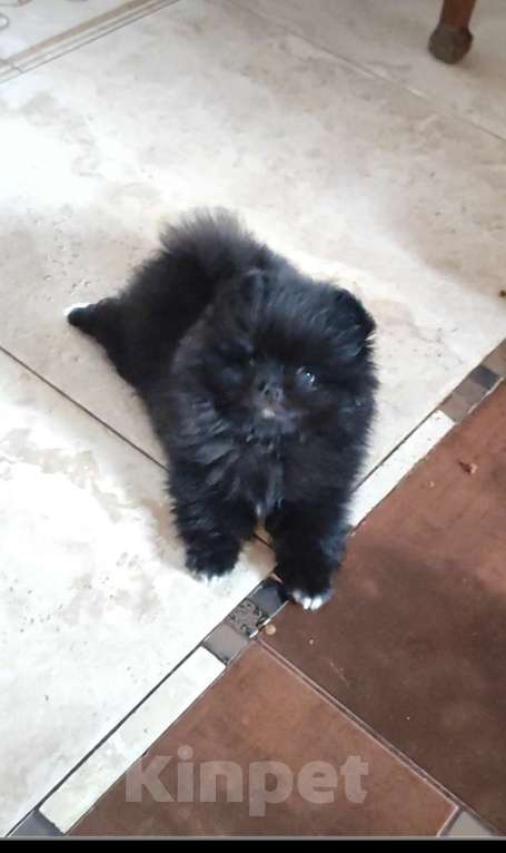 Собаки в Раменском: Померанский шпиц мальчик.  Мальчик, 50 000 руб. - фото 1