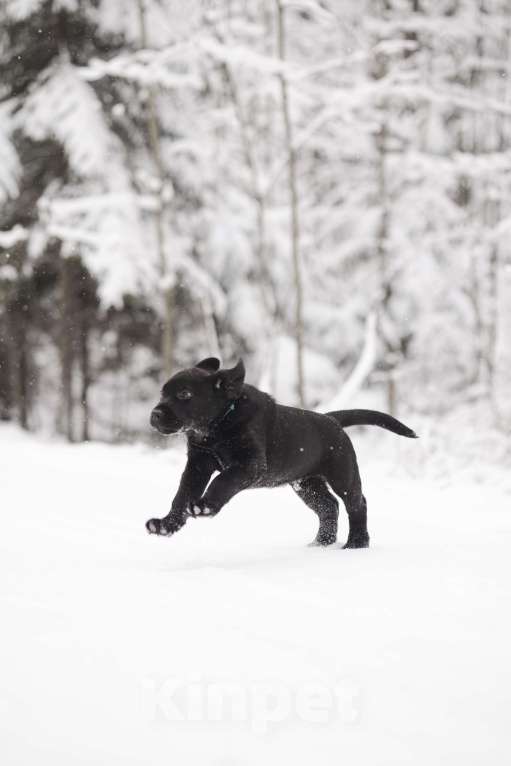 Собаки в Санкт-Петербурге: IRISLAV BLUES Мальчик, 160 000 руб. - фото 9