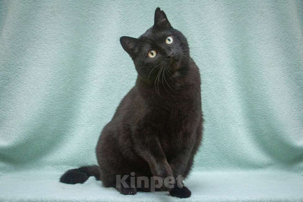 Кошки в Москве: Микропантерка. Кошка в добрые руки Девочка, Бесплатно - фото 5