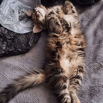 Пушистая - Роза)