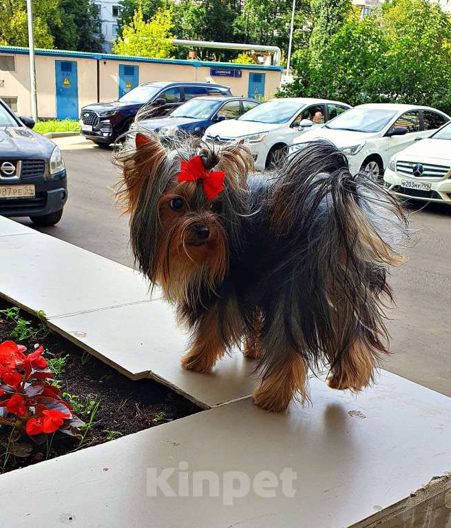 Собаки в Москве: МАЛЬЧИК МЕЛКИЙ СТАНДАРТ РКФ Мальчик, 40 руб. - фото 6