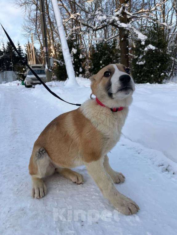 Собаки в Санкт-Петербурге: Щенок ищет дом Девочка, Бесплатно - фото 6