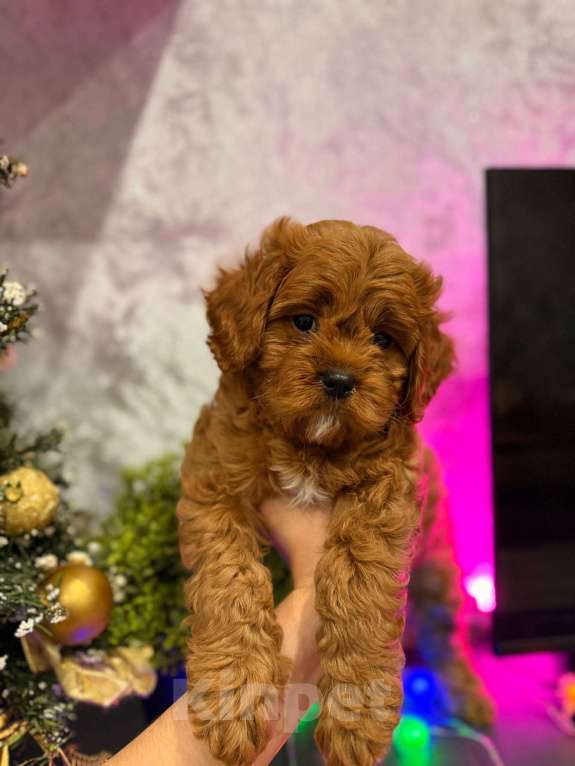 Собаки в Москве: Кавапу мальчик  Мальчик, Бесплатно - фото 2