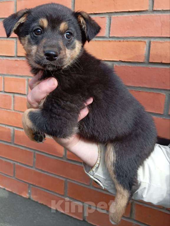 Собаки в Москве: Щенок Эшли 2 месяца ждет мам и пап Девочка, Бесплатно - фото 4