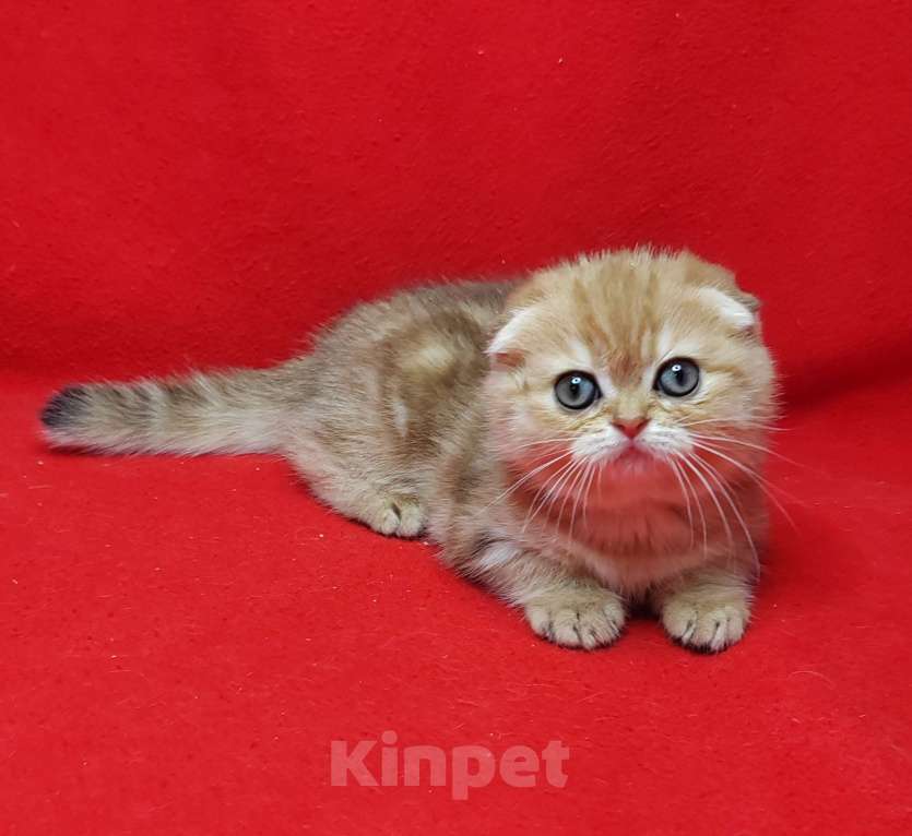 Кошки в Москве: Золотая мраморная девочка Девочка, 40 000 руб. - фото 2