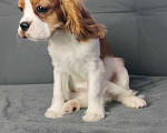 Собаки в Санкт-Петербурге: Красивый мальчик кавалер Кинг Чарльз спаниель Мальчик, 70 000 руб. - фото 4