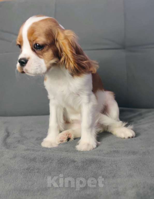 Собаки в Санкт-Петербурге: Красивый мальчик кавалер Кинг Чарльз спаниель Мальчик, 70 000 руб. - фото 4