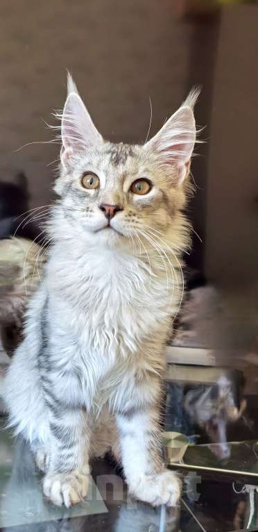 Кошки в Краснодаре: ПАНДОРА  Девочка, 50 000 руб. - фото 9