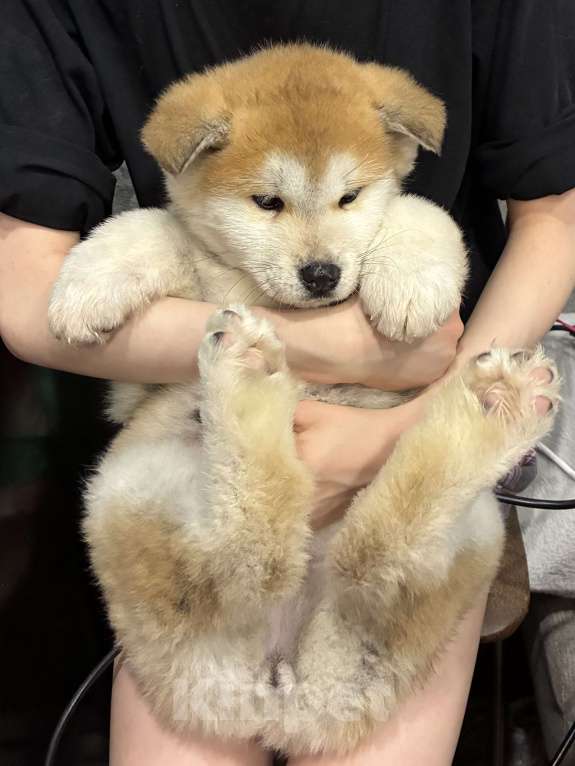 Собаки в Москве: щенок акита ину Девочка, 15 000 руб. - фото 2