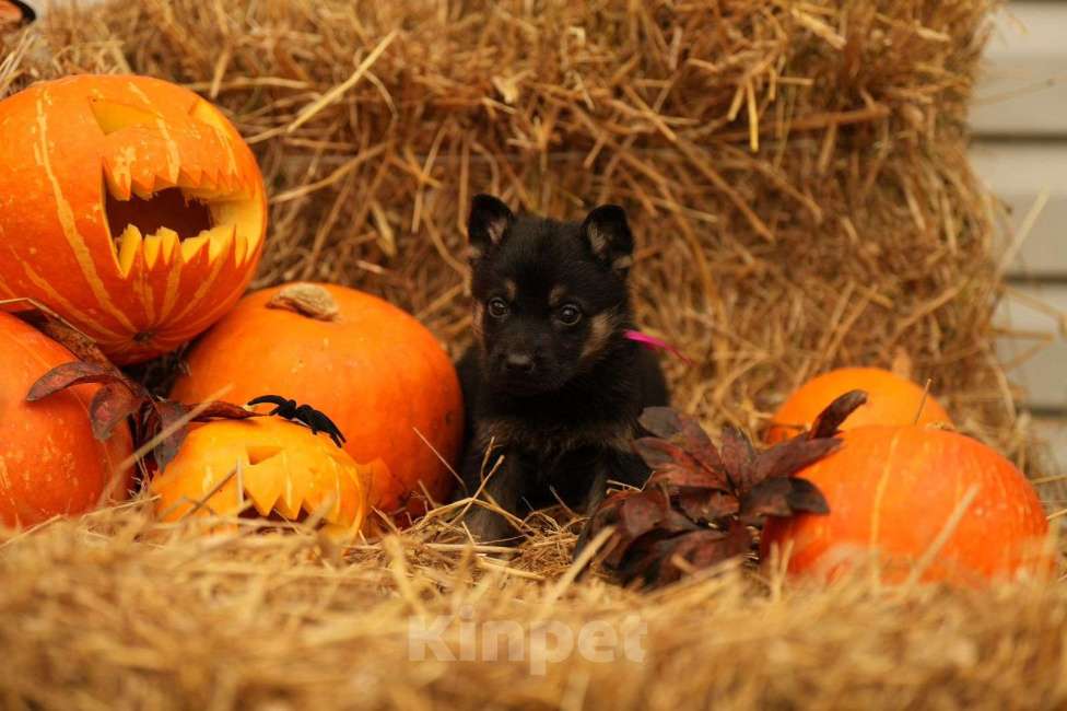 Собаки в других городах Московской области: Кобель ВЕО с Документами РКФ Мальчик, 50 000 руб. - фото 3