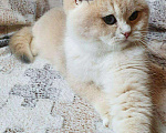 Кошки в Дмитровске: Котенок британская золотая шиншилла, 20 000 руб. - фото 8