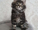 Кошки в Ливны: Котята мейн-кун, 20 000 руб. - фото 1