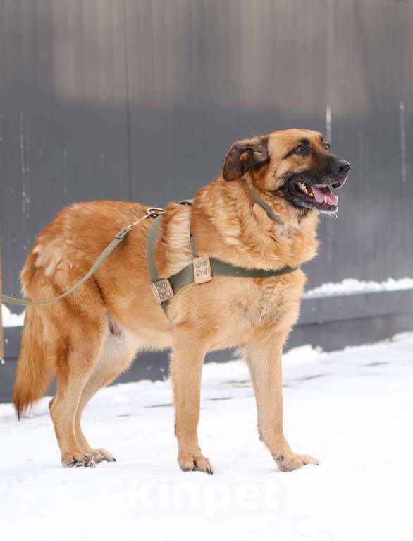 Собаки в Москве: Благодарный добряк пёс Родман в приюте Мальчик, Бесплатно - фото 2