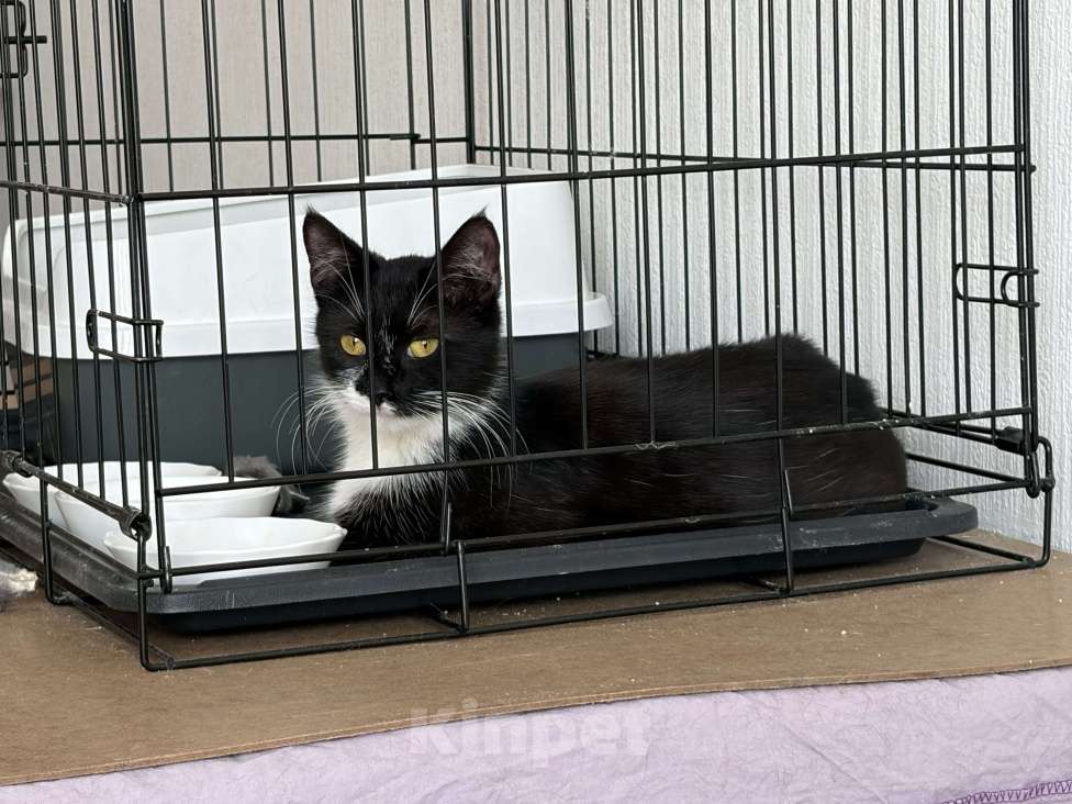 Кошки в Санкт-Петербурге: Подросток из приюта в добрые руки Девочка, Бесплатно - фото 10