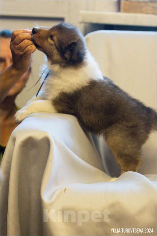 Собаки в Санкт-Петербурге: Гленарван ждет своего владельца Мальчик, Бесплатно - фото 2