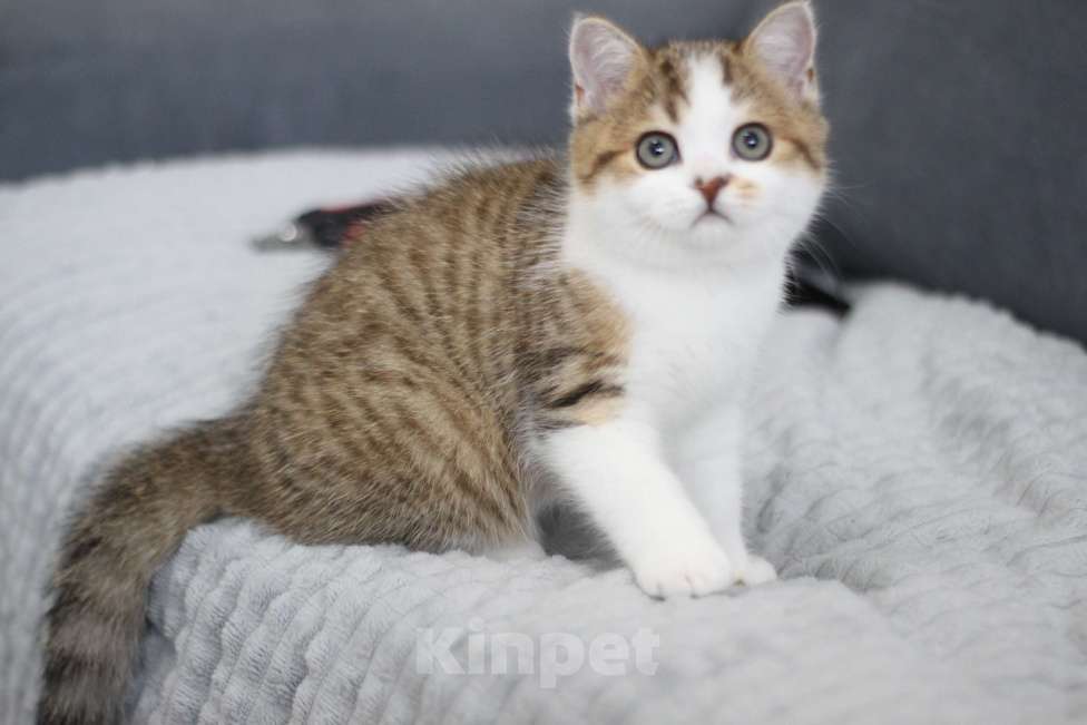 Кошки в Москве: Еремей Мальчик, 20 000 руб. - фото 3