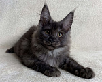 Кошки в Дмитрове: Черная дымчатая девочка мейн кун Vlasta Девочка, 40 000 руб. - фото 5