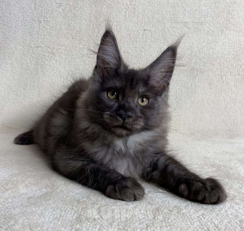 Кошки в Дмитрове: Черная дымчатая девочка мейн кун Vlasta Девочка, 40 000 руб. - фото 5