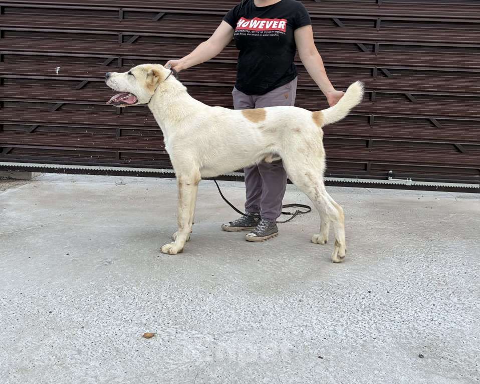 Собаки в Нижнем Новгороде: Кобель САО ( алабай) подросток Мальчик, Бесплатно - фото 3