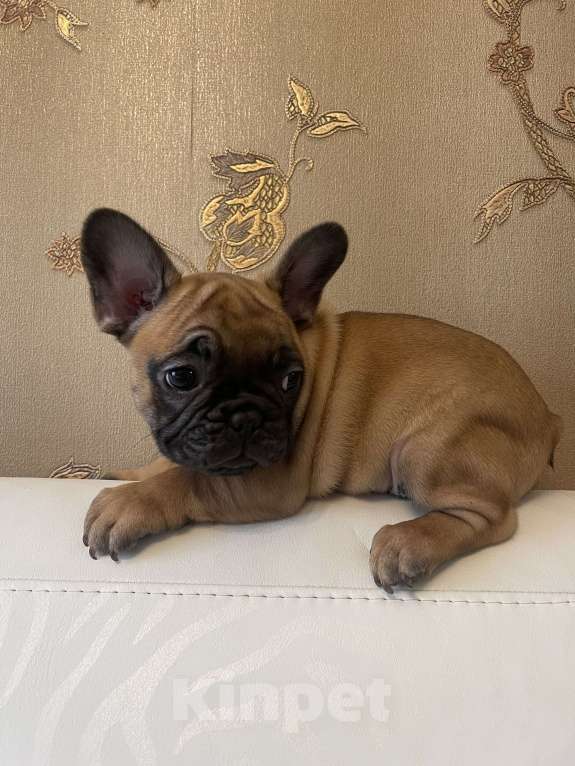 Собаки в Москве: Продаются щенки французкого бульдога Мальчик, 50 руб. - фото 4