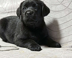 Собаки в других городах Московской области: Черный щенок лабрадора Девочка, 80 000 руб. - фото 6