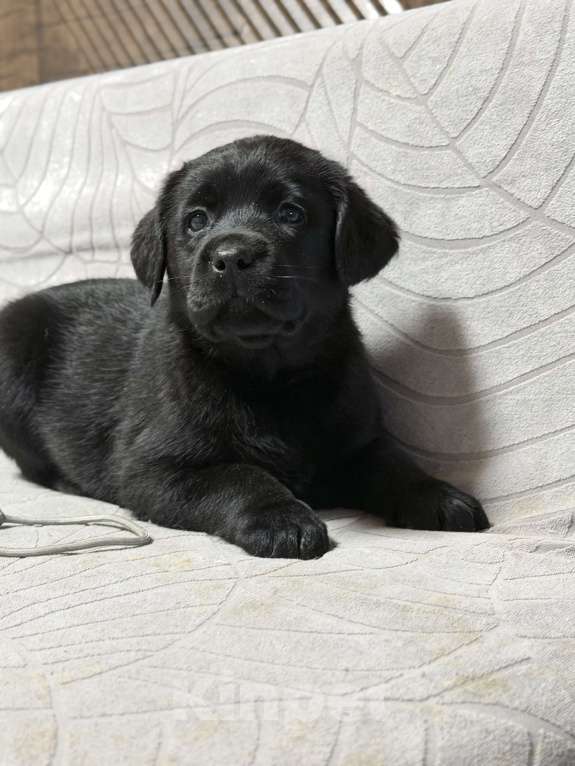 Собаки в других городах Московской области: Черный щенок лабрадора Девочка, 80 000 руб. - фото 6