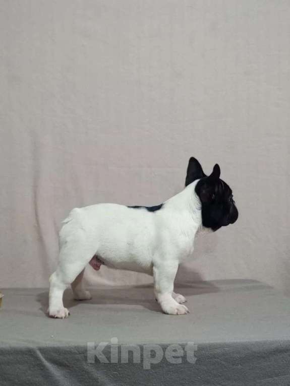 Собаки в Воронеже: Французский бульдог щенок Разнополые, Бесплатно - фото 5