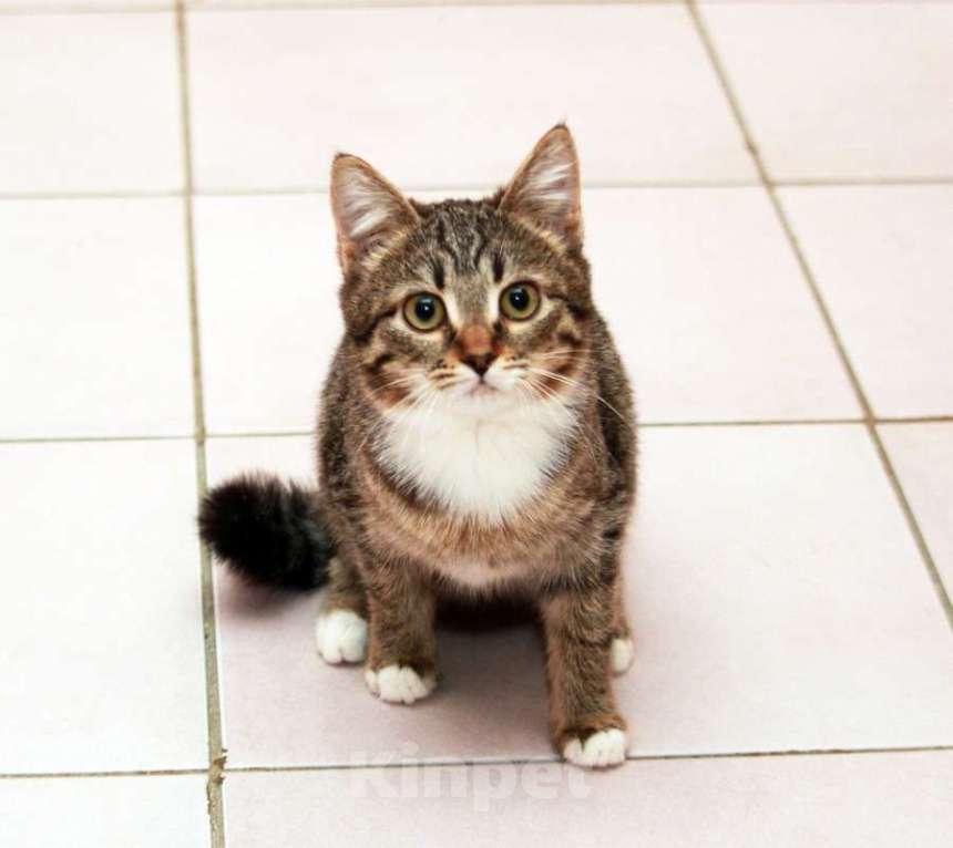 Кошки в Калуге: Муся — полосатый колобочек. Котенок-подросток в добрые руки. Девочка, Бесплатно - фото 1