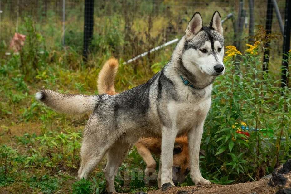 Собаки в Москве: Грому очень нужен дом  Мальчик, Бесплатно - фото 2