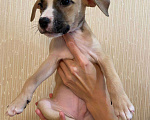 Собаки в Перми: Продам щенков Девочка, 9 000 руб. - фото 4