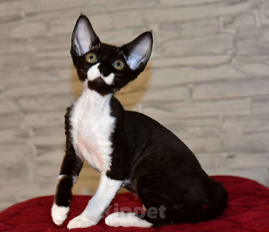 Кошки в Москве: Девочка в окрасе черный биколор Девочка, 50 000 руб. - фото 1