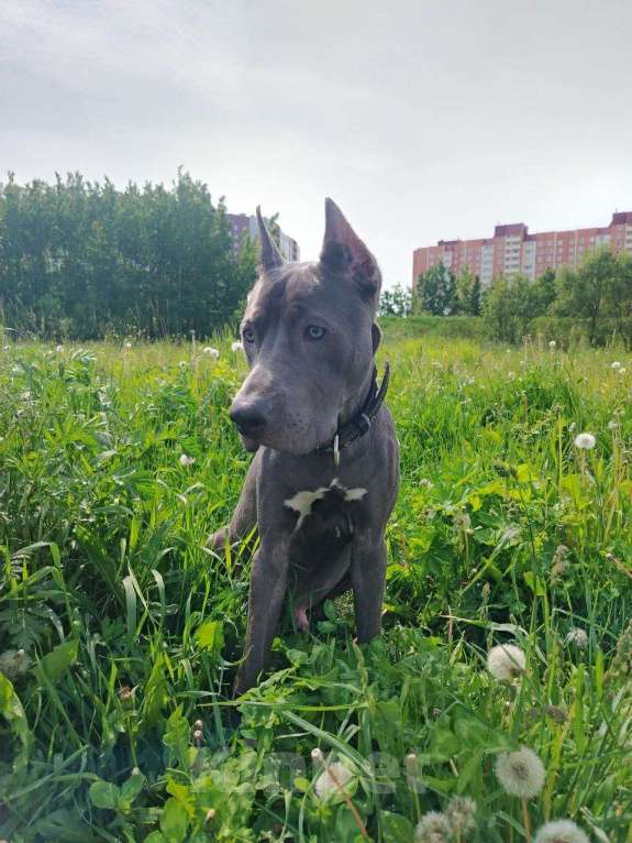 Собаки в Санкт-Петербурге: В добрые руки чудесного мальчика Мальчик, Бесплатно - фото 3