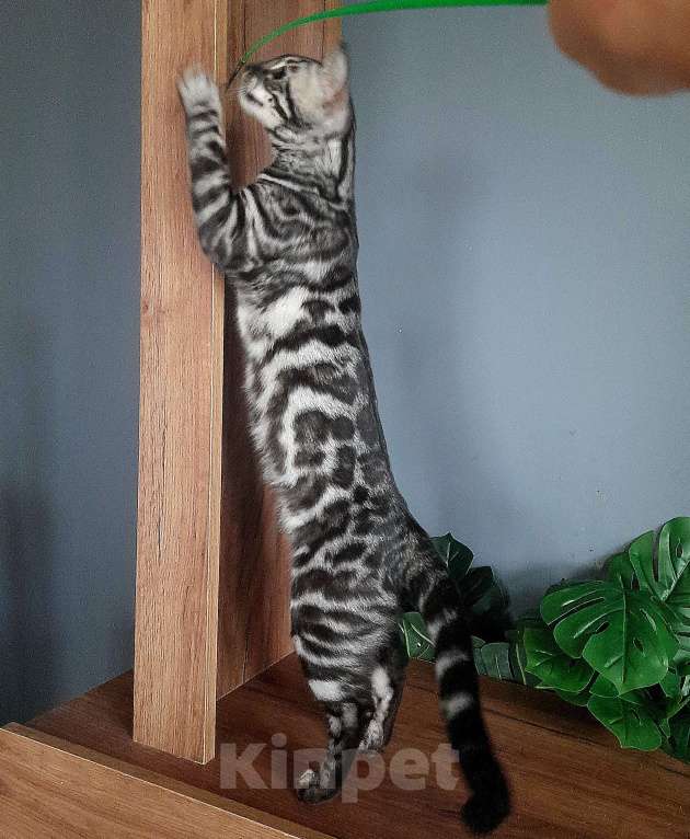 Кошки в Москве: Девочка угольное серебро Девочка, Бесплатно - фото 6