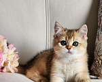 Кошки в Москве: Продажа породистых шотландских котят Девочка, 40 000 руб. - фото 8