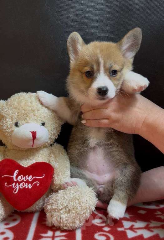 Собаки в других городах Московской области: Вельш корги пемброк девочка без хвостика Девочка, 38 000 руб. - фото 9